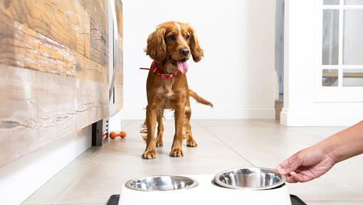 How to Choose the Right Dog Food for Sensitive Stomachs Purina